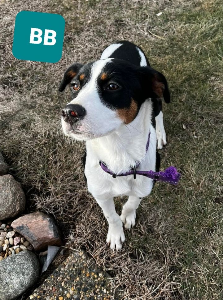 BB, an adoptable Pointer Mix in Clear Lake, IA_image-1