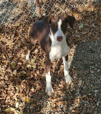 Olivia, an adopted Pointer Mix in Clear Lake, IA_image-2