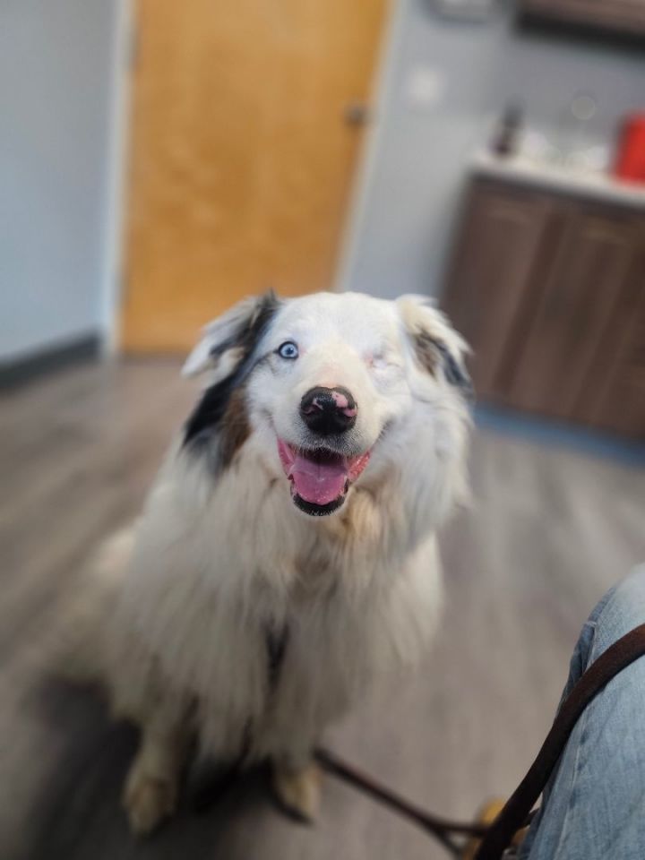 Deaf australian shepherd sales rescue