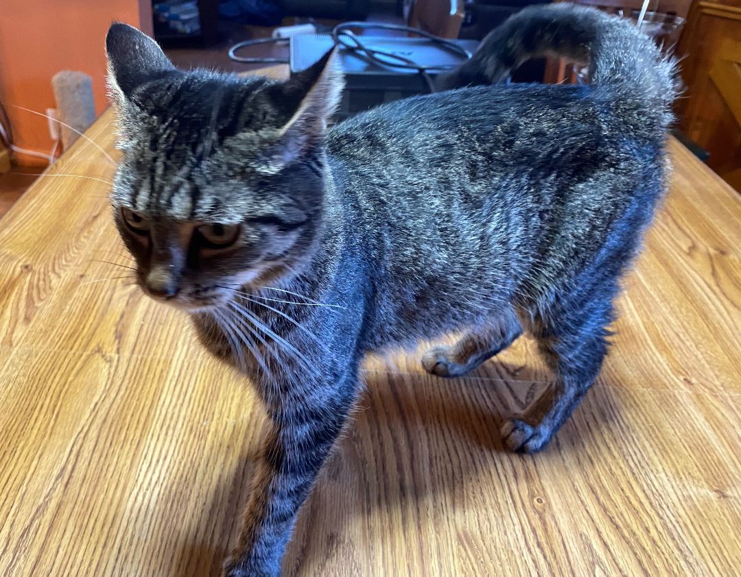 Pocahotas, an adoptable Domestic Short Hair, Tabby in Stahlstown, PA, 15687 | Photo Image 3