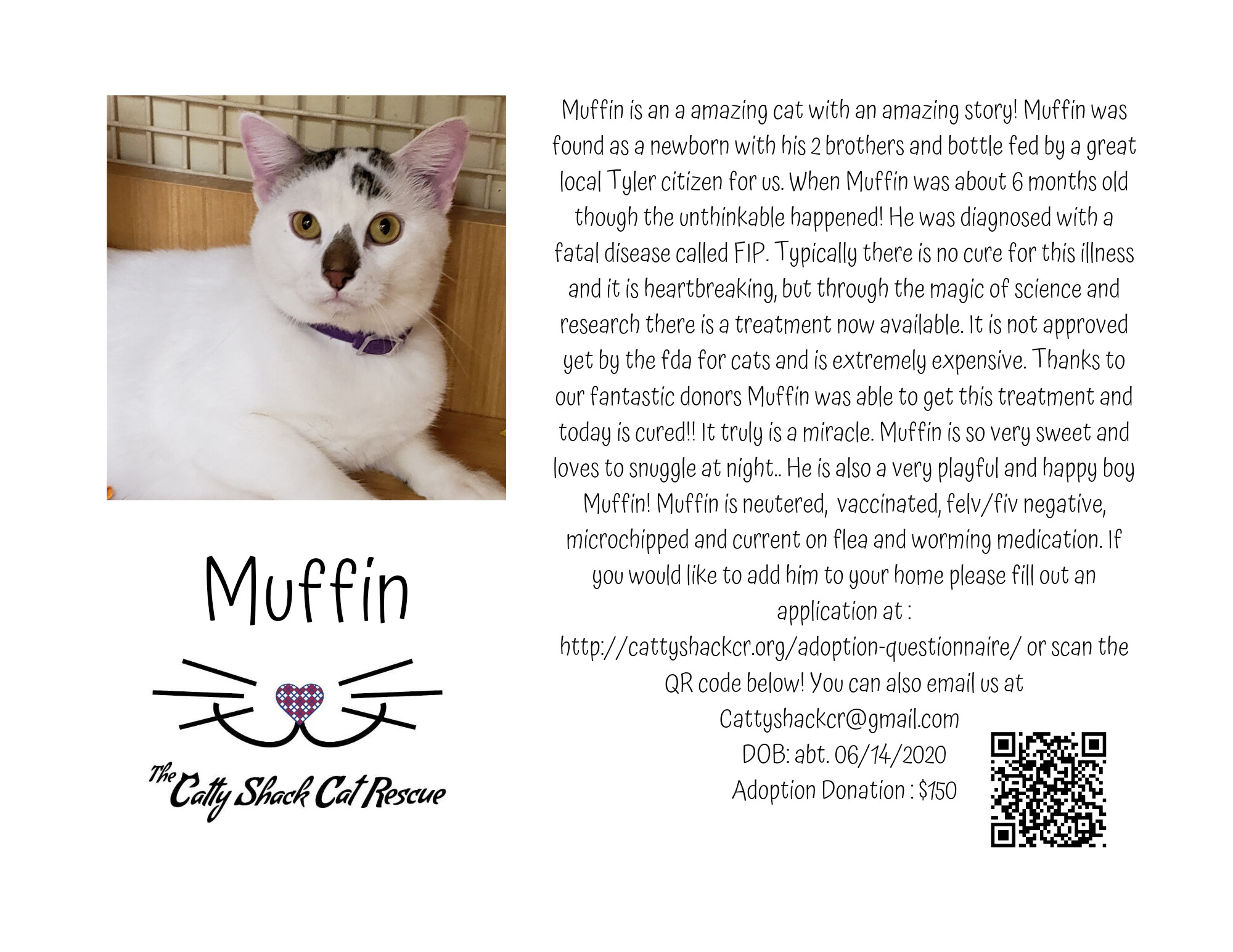 Muffin, an adoptable Domestic Short Hair, Turkish Van in Ben Wheeler, TX, 75754 | Photo Image 1