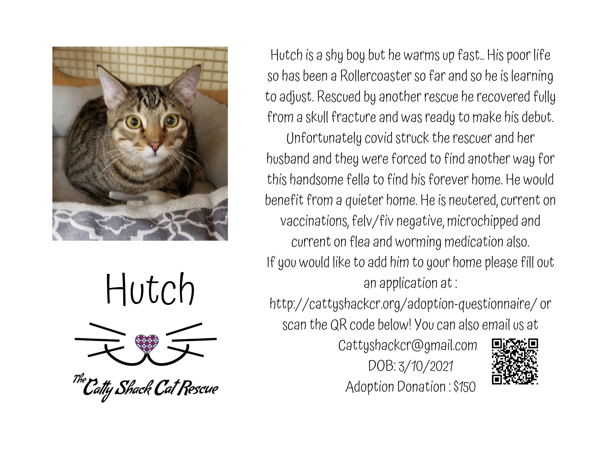 HUTCH, an adoptable Domestic Short Hair in Ben Wheeler, TX, 75754 | Photo Image 1