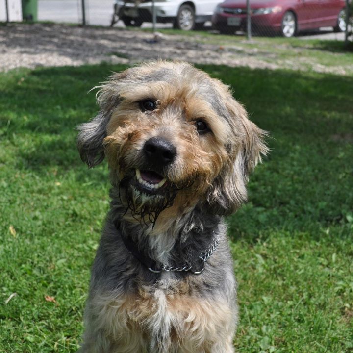 Beagle store griffon mix