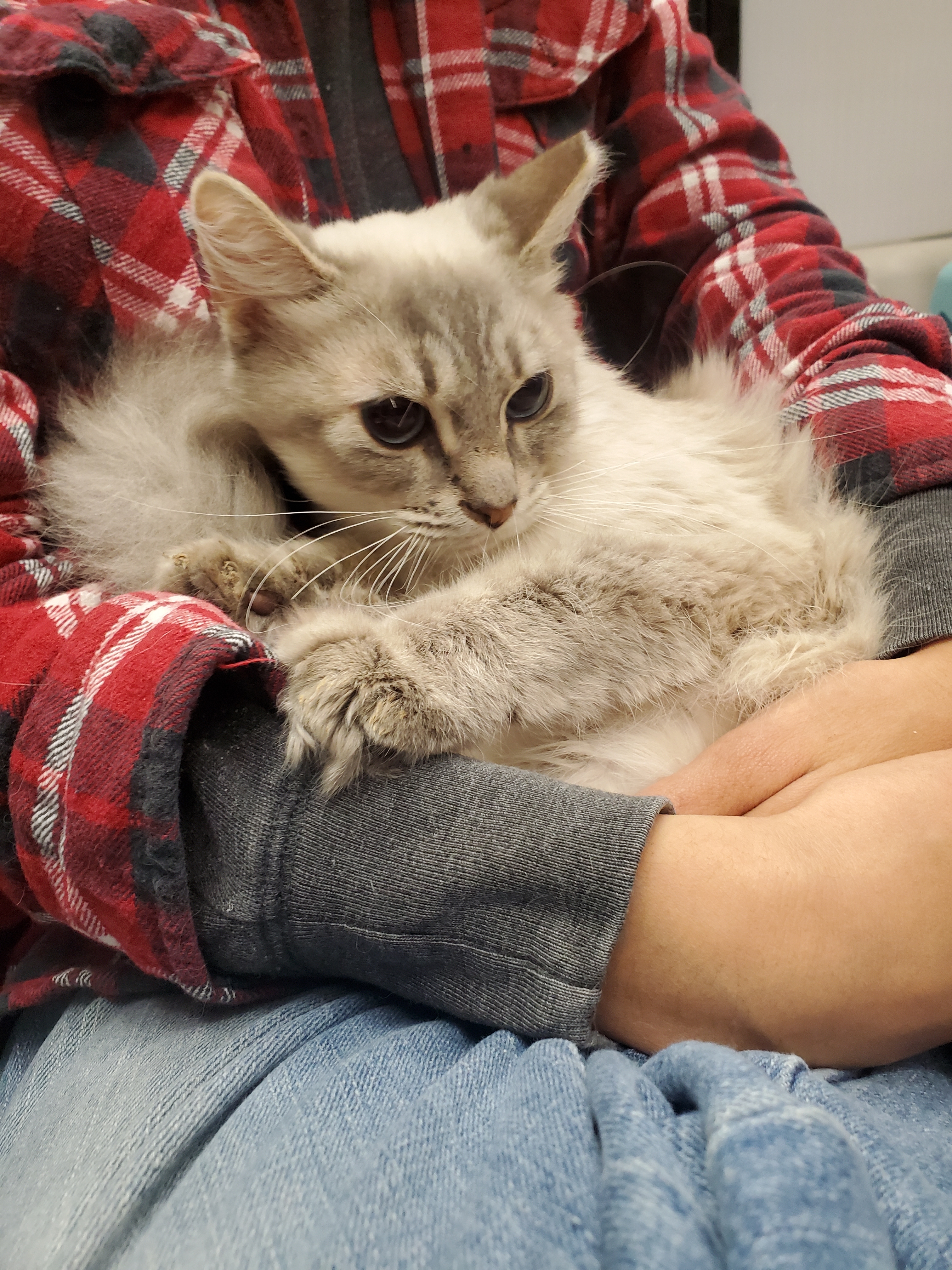 Callisto