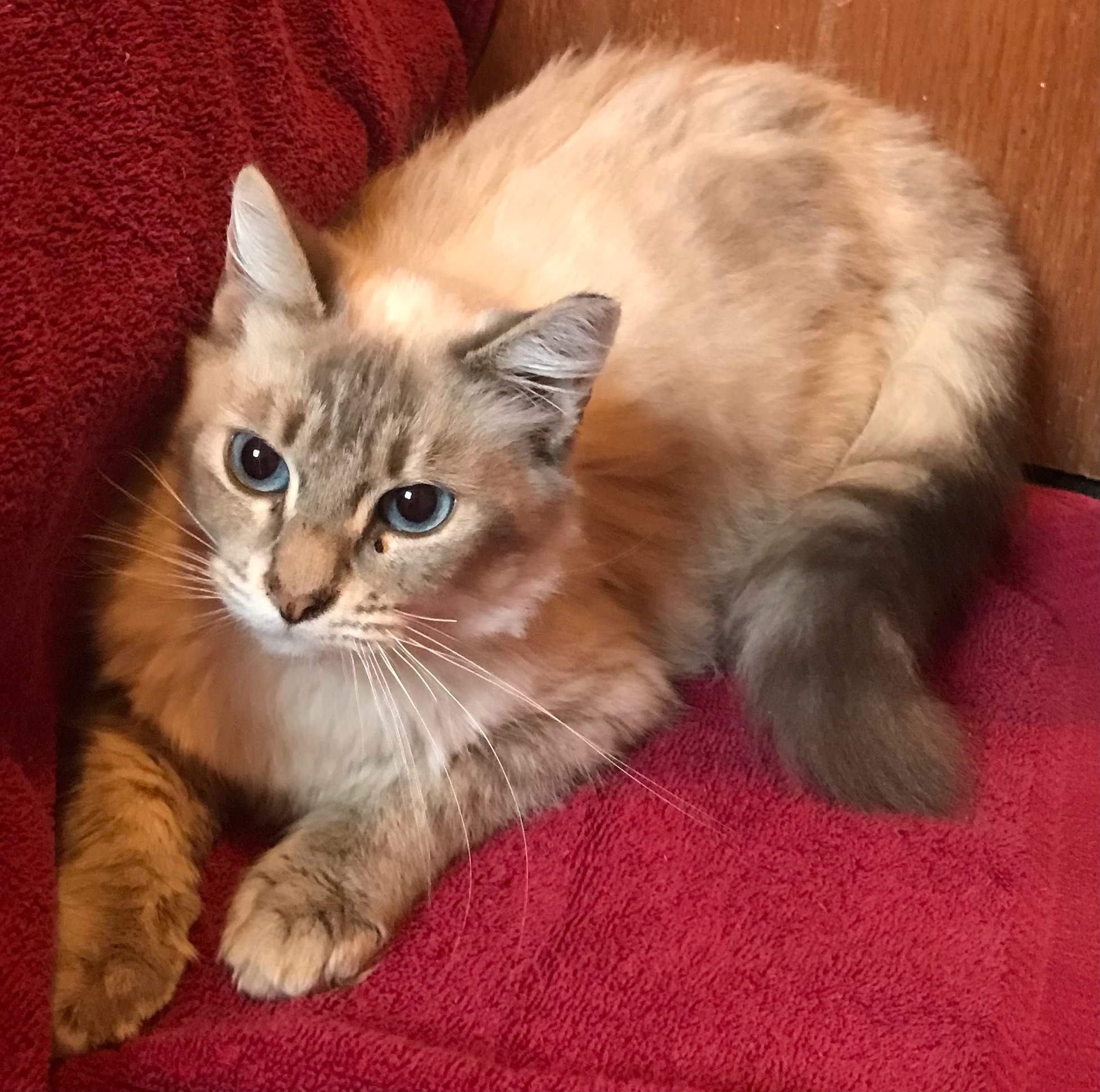 Callisto