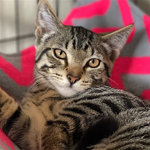 Or, an adoptable Tabby & Domestic Short Hair Mix in Springfield, OR_image-3