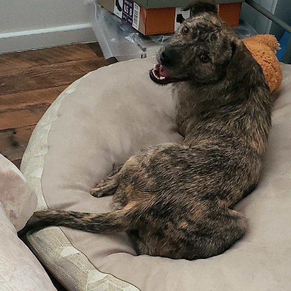 Garrick, an adoptable Terrier in Bend, OR, 97701 | Photo Image 4