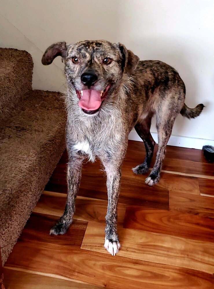 Garrick, an adoptable Terrier in Bend, OR, 97701 | Photo Image 5