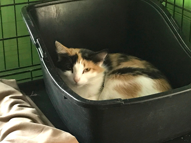 Prissy, an adoptable Domestic Medium Hair in Pittsboro, NC, 27312 | Photo Image 1