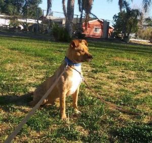 HI - IM HOWIE Im a 3-year-old tan male lab-pit mix who was saved awhile back from a shelter I