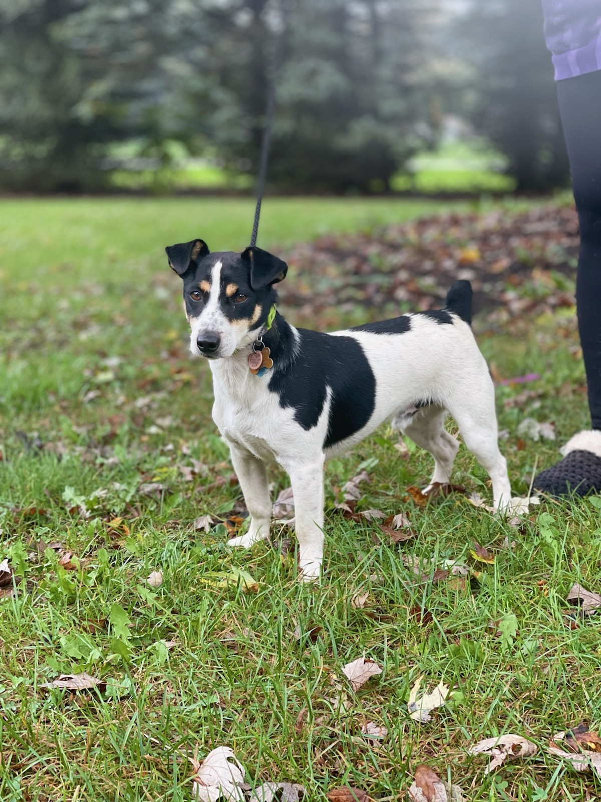 Bear, an adoptable Jack Russell Terrier in Washingtonville, OH, 44490 | Photo Image 1