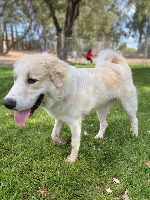 FALCO, an adoptable Great Pyrenees in Granite Bay, CA, 95746 | Photo Image 4