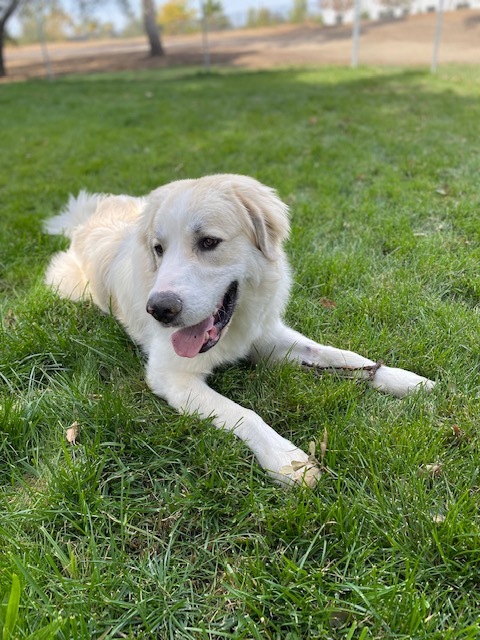 FALCO, an adoptable Great Pyrenees in Granite Bay, CA, 95746 | Photo Image 5