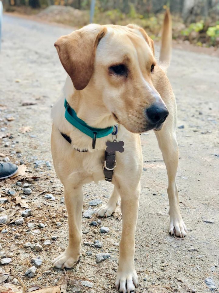 Sandy *HERE IN NH*, an adopted Labrador Retriever Mix in Northwood, NH_image-1