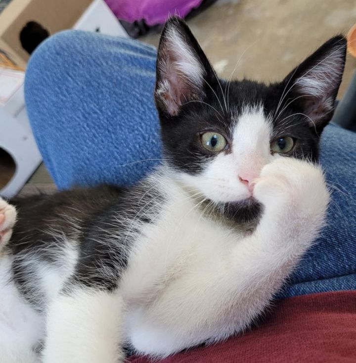 Destructor , an adopted Tuxedo in Tustin, CA_image-6