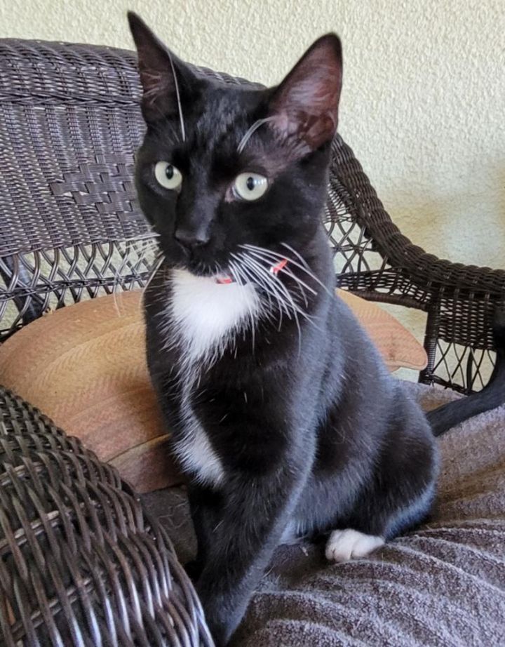 Toothless , an adoptable Tuxedo in Tustin, CA_image-1