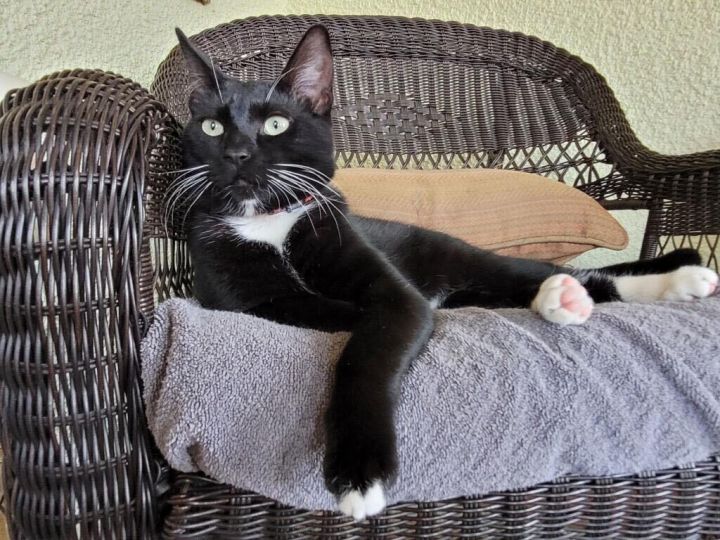 Toothless , an adoptable Tuxedo in Tustin, CA_image-5