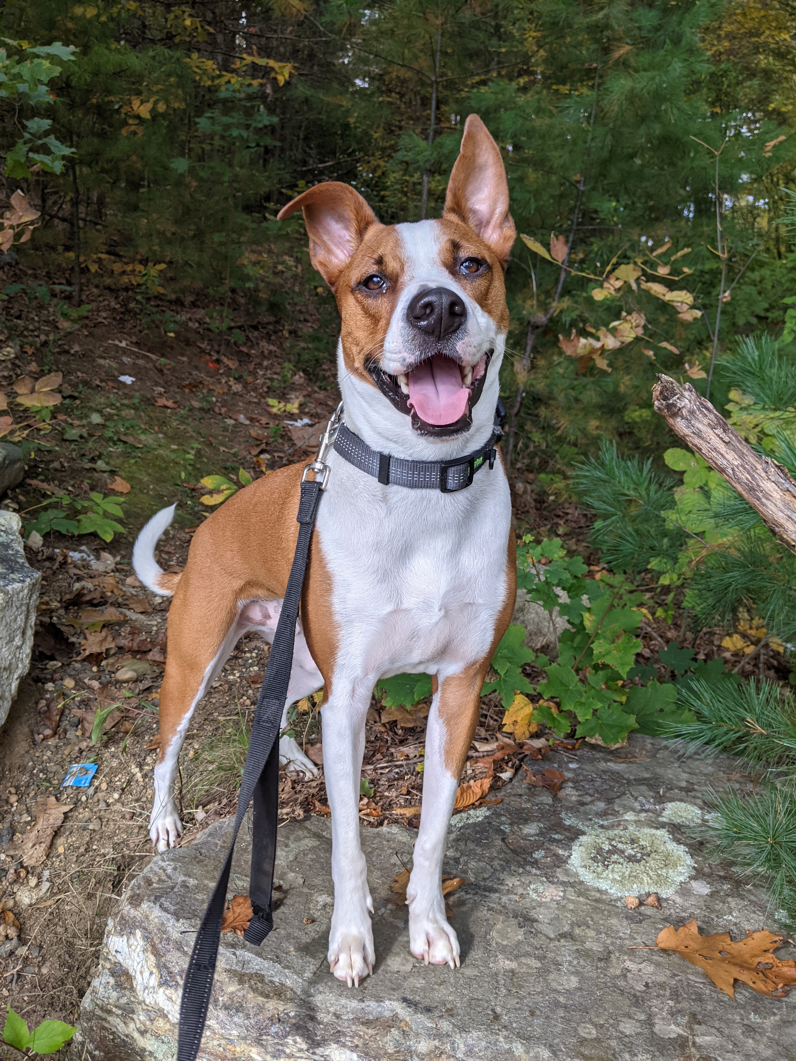 can a basenji and a labrador retriever be friends