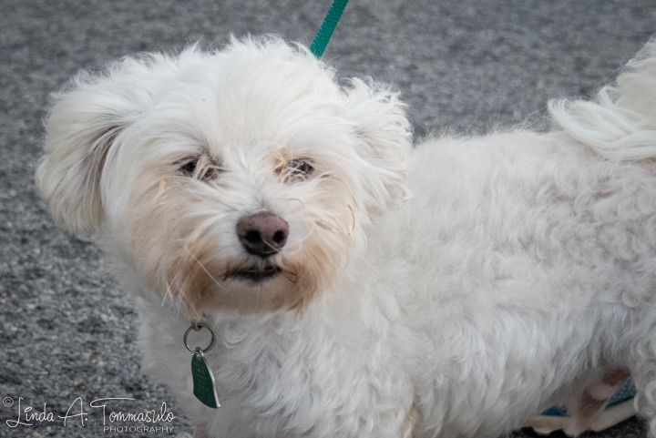 Juno, an adopted Maltese Mix in Albany, NY_image-4
