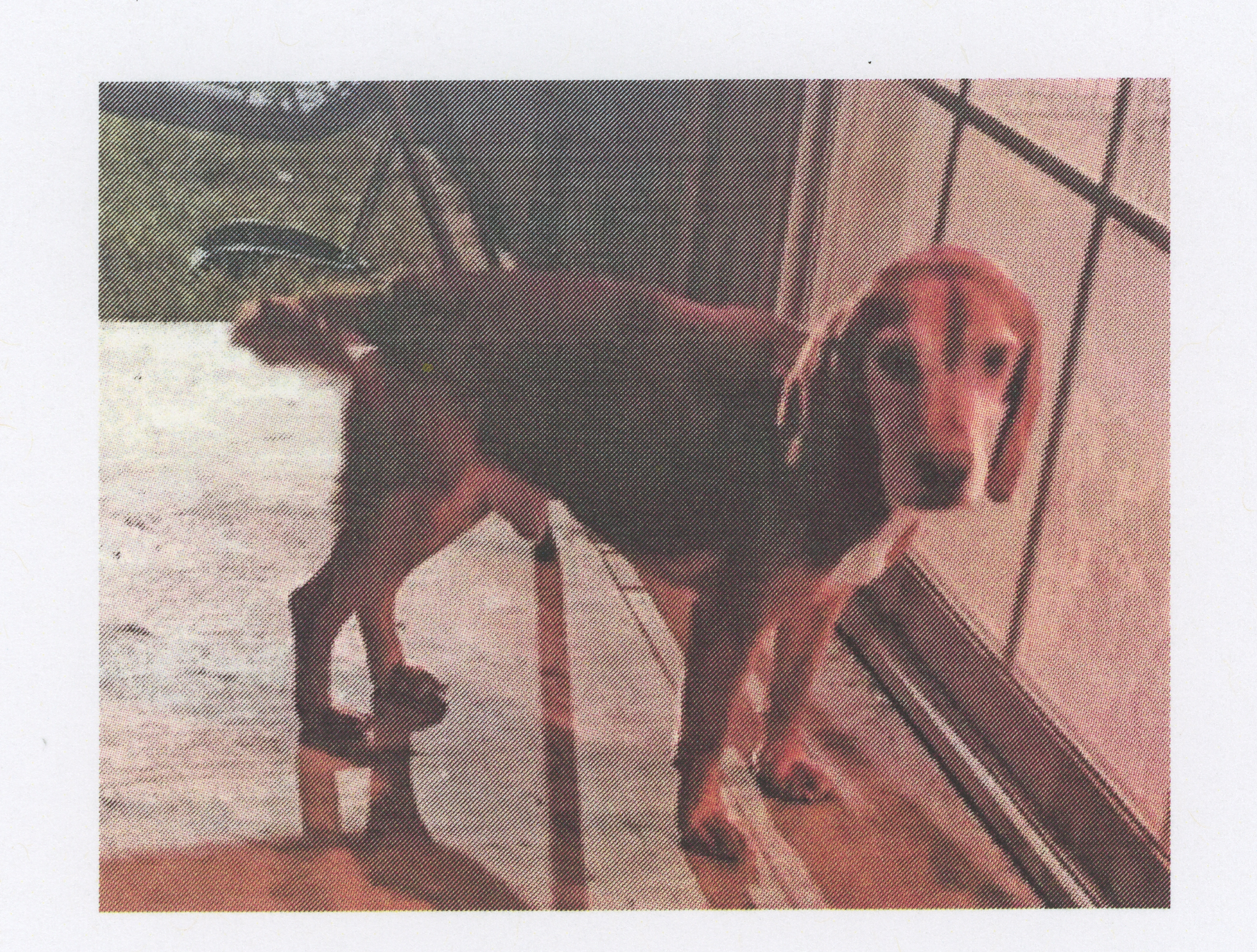 BJ, an adoptable Beagle in Benton, KS, 67017 | Photo Image 1