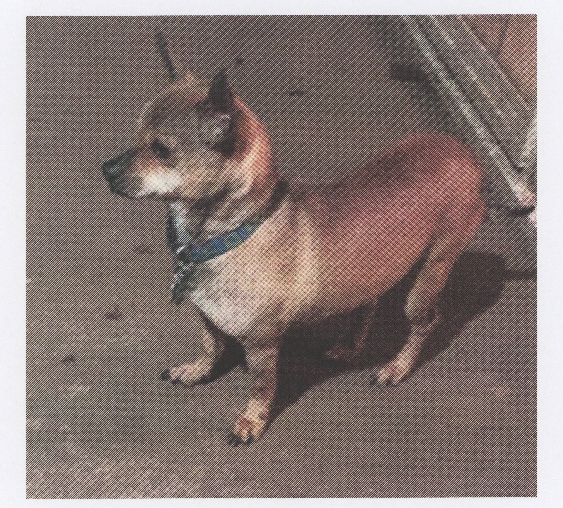 Clint, an adoptable Dachshund, Chihuahua in Benton, KS, 67017 | Photo Image 1
