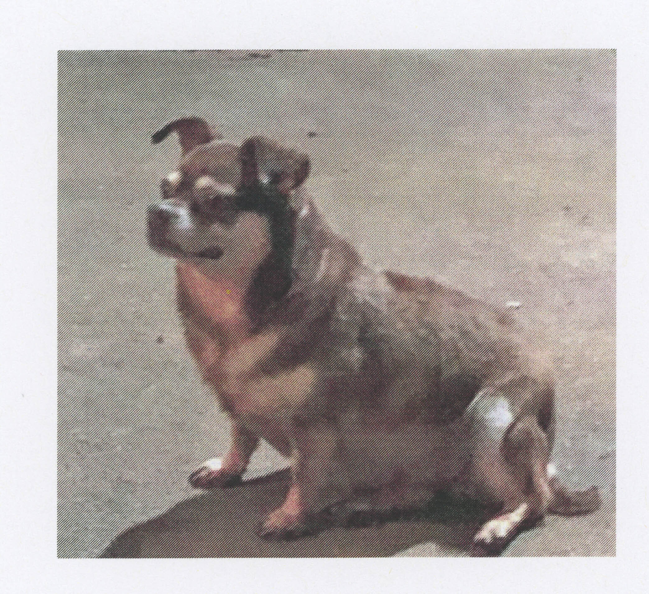 Honey, an adoptable Chihuahua, Pug in Benton, KS, 67017 | Photo Image 1