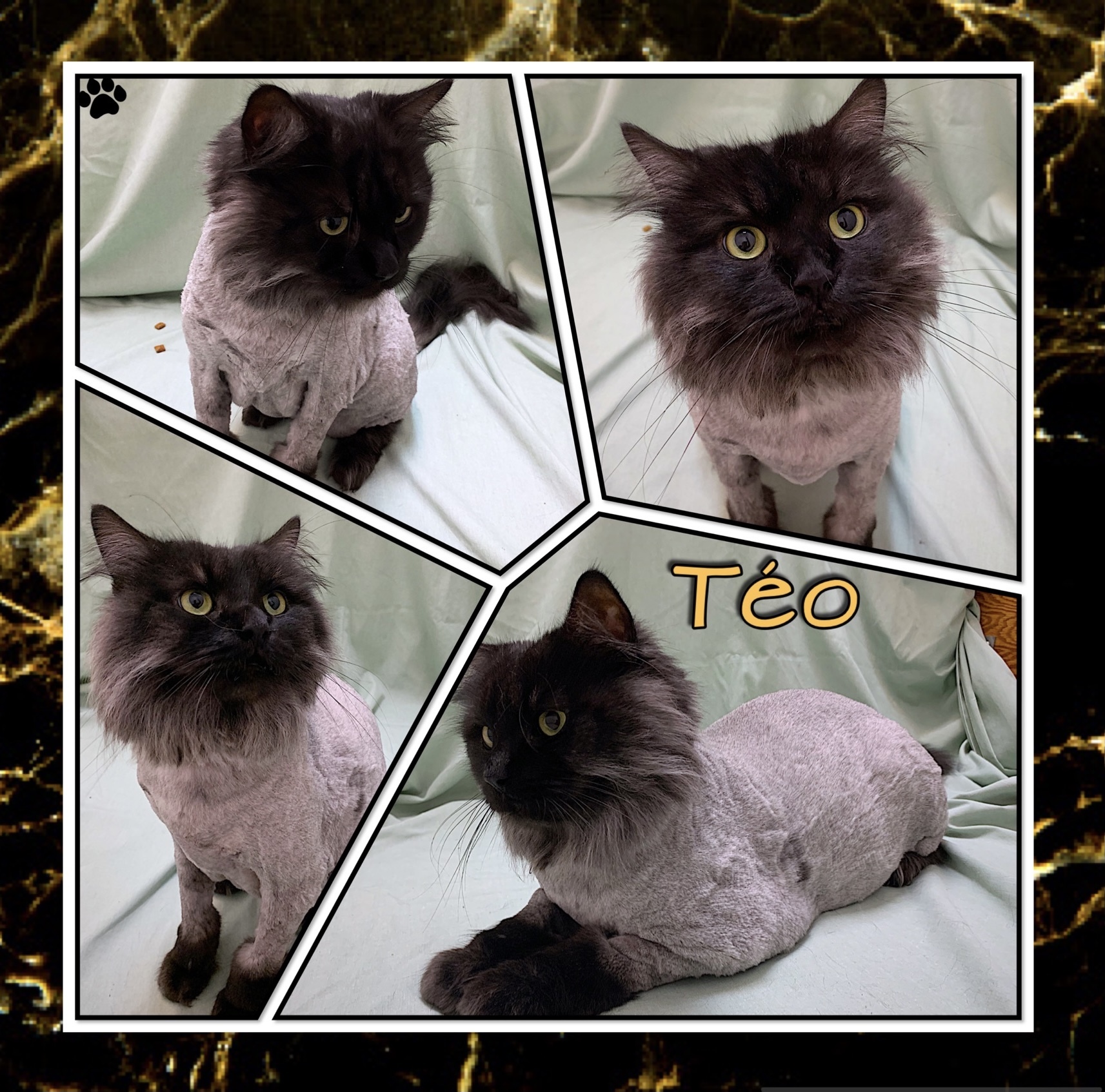 Téo, an adoptable Domestic Long Hair in Beloeil, QC, J3G 4K6 | Photo Image 1