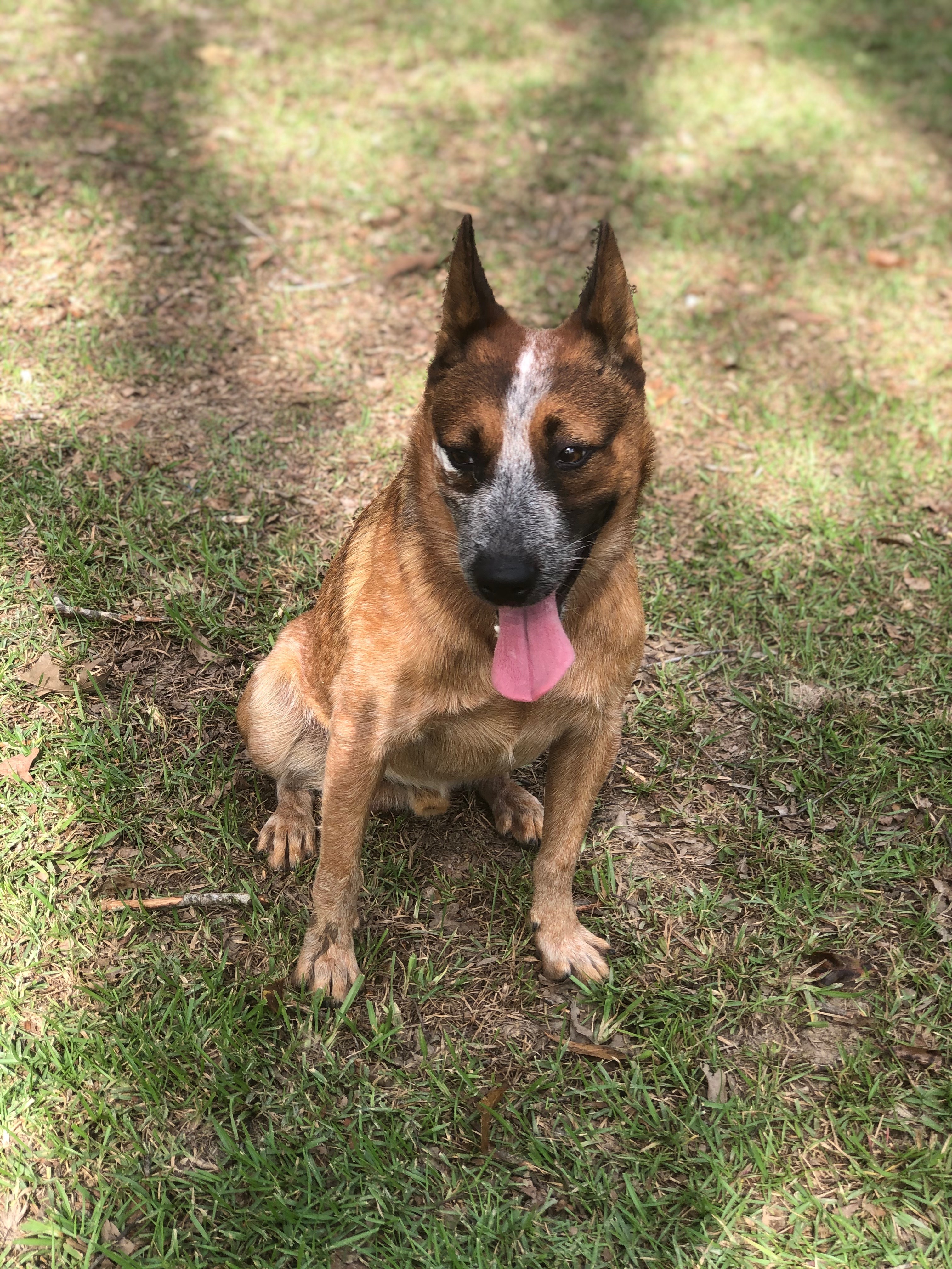 Jake, an adoptable Cattle Dog in Walker, LA, 70785 | Photo Image 2