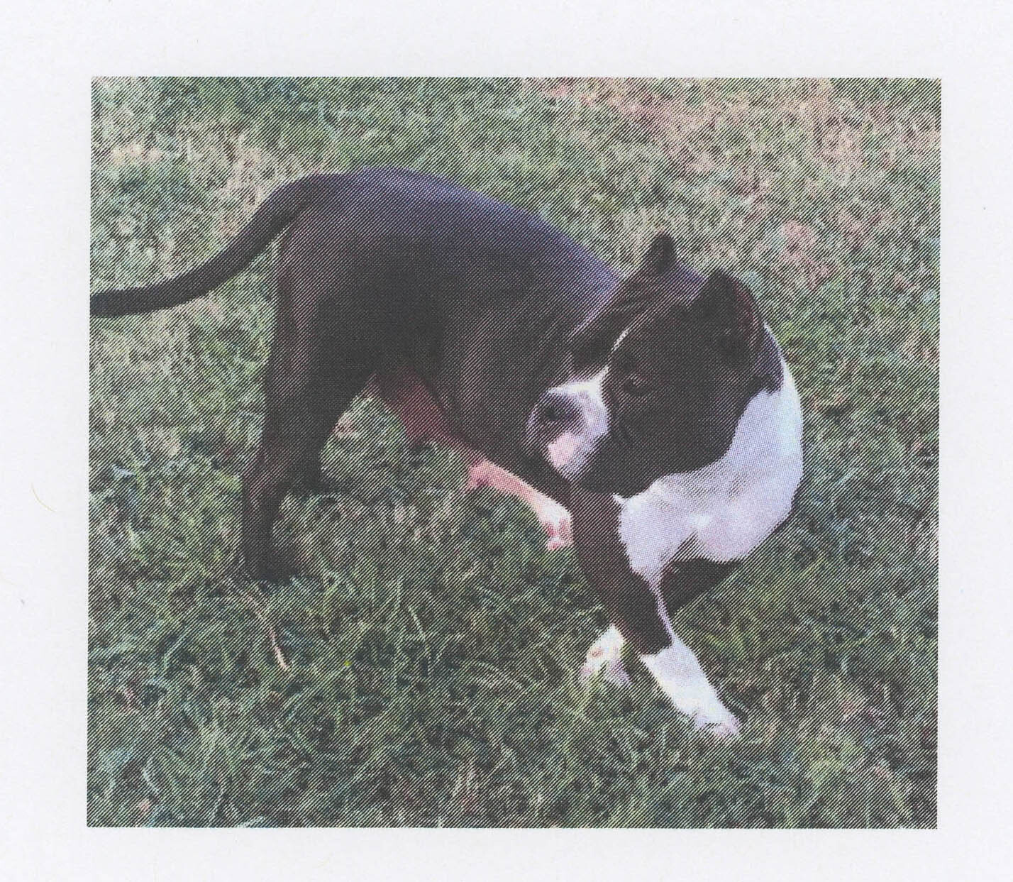 Peppa, an adoptable Boston Terrier, Pug in Benton, KS, 67017 | Photo Image 1