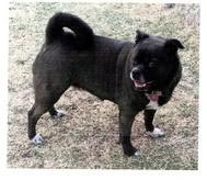 Lilly, an adoptable American Bulldog, Pug in Benton, KS, 67017 | Photo Image 1