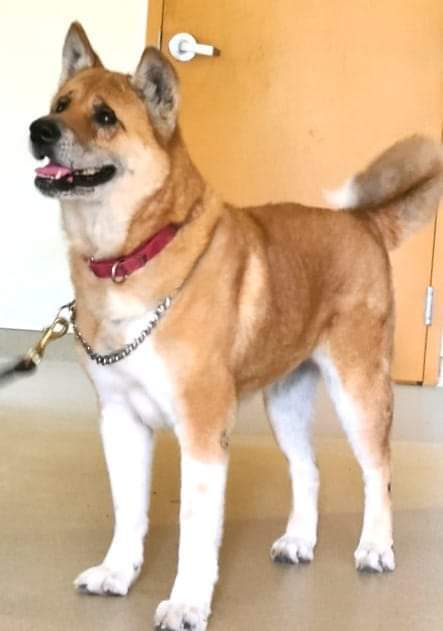 Scarlett , an adoptable Akita in Jacksonville, FL, 32207 | Photo Image 1