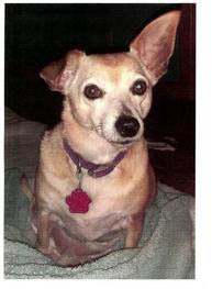 Peanut Butter, an adoptable Chihuahua, Pug in Benton, KS, 67017 | Photo Image 1