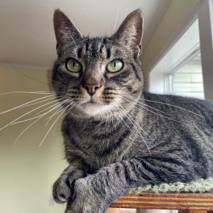 Wisper 2021, Senior Female Domestic Short Hair