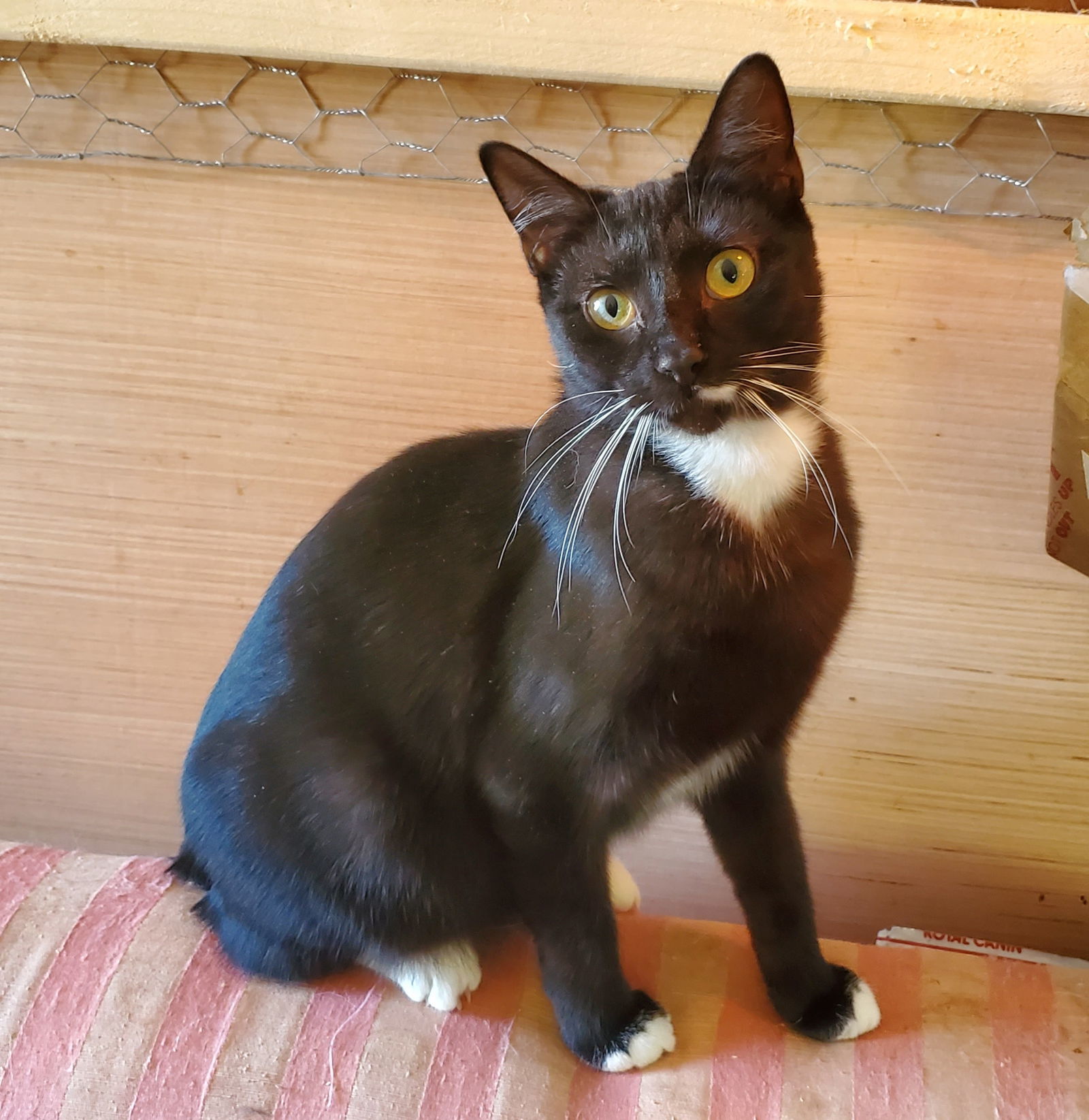 Marta, an adoptable Tuxedo, Domestic Short Hair in Winter Garden, FL, 34787 | Photo Image 1