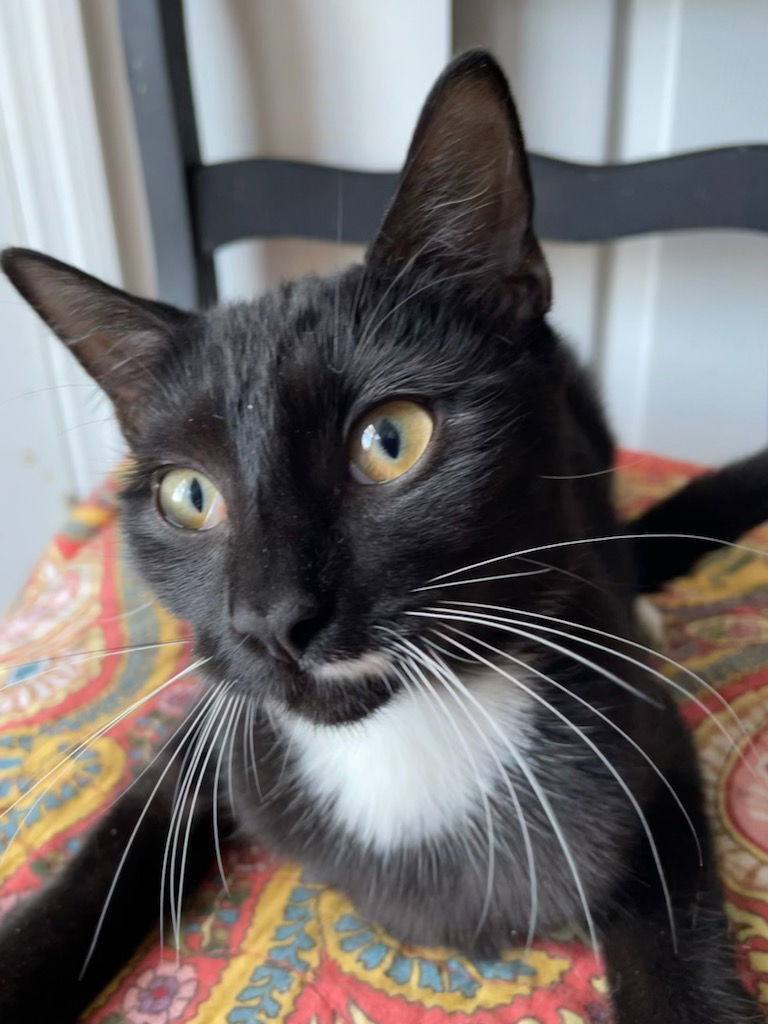 Marta, an adoptable Tuxedo, Domestic Short Hair in Winter Garden, FL, 34787 | Photo Image 2