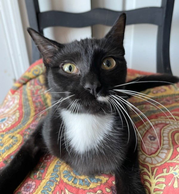 Marta, an adoptable Tuxedo, Domestic Short Hair in Winter Garden, FL, 34787 | Photo Image 3