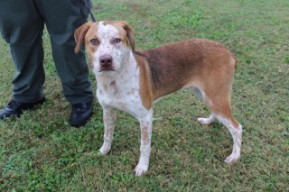 Shelton, an adoptable Treeing Walker Coonhound in Olive Branch, MS, 38654 | Photo Image 1