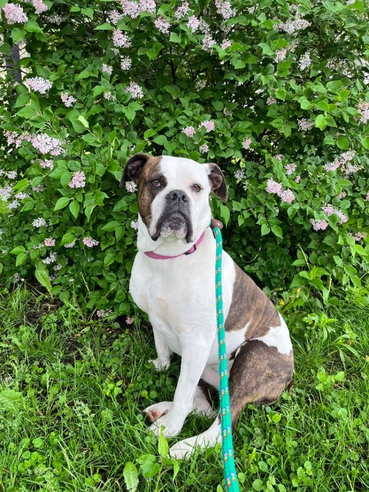 universitetsområde Mexico Såvel Dog for adoption - Sammie, an American Bulldog & Boxer Mix in Shorewood, IL  | Petfinder