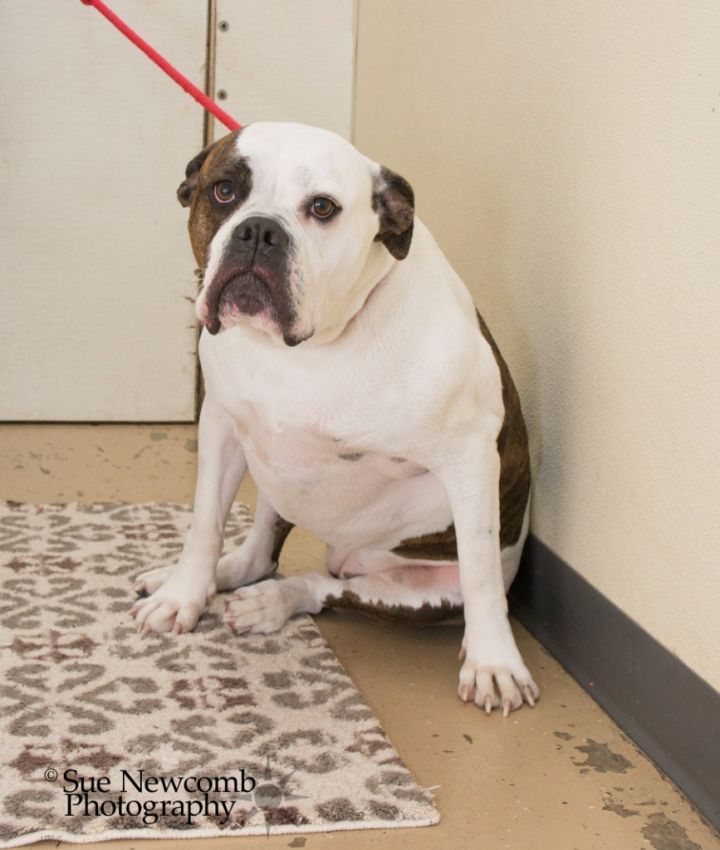 Sammie, an adoptable American Bulldog & Boxer Mix in Shorewood, IL_image-3