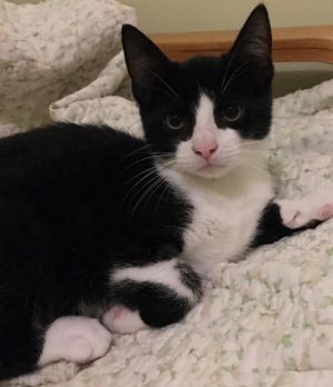 Cats For Adoption Near Ottawa On Petfinder