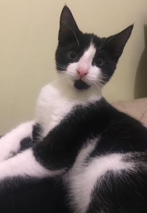 Cats For Adoption Near Ottawa On Petfinder