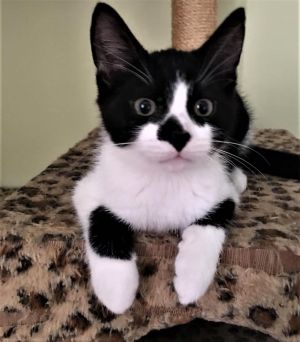 Cats For Adoption Near Ottawa On Petfinder