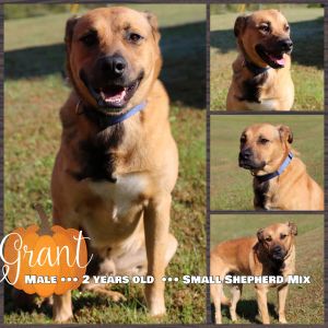 Dogs For Adoption Near Fort Payne Al Petfinder