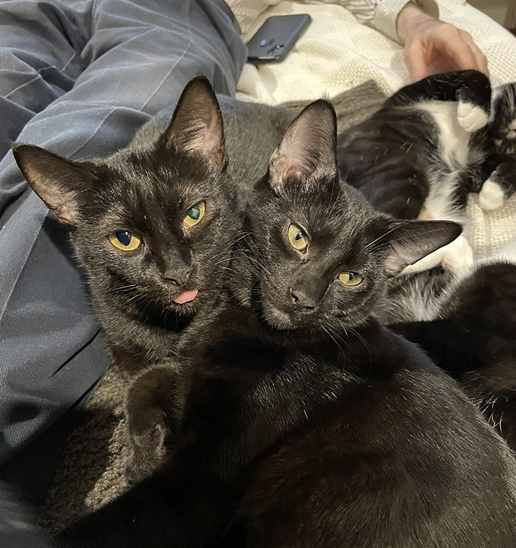 Quintus (Quinty Q) BONDED to Mamba (Queen Blep)