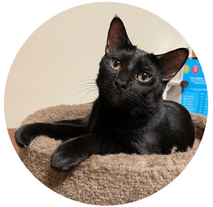 Quintus (Quinty Q) , an adopted Domestic Short Hair in Middleton, WI_image-1