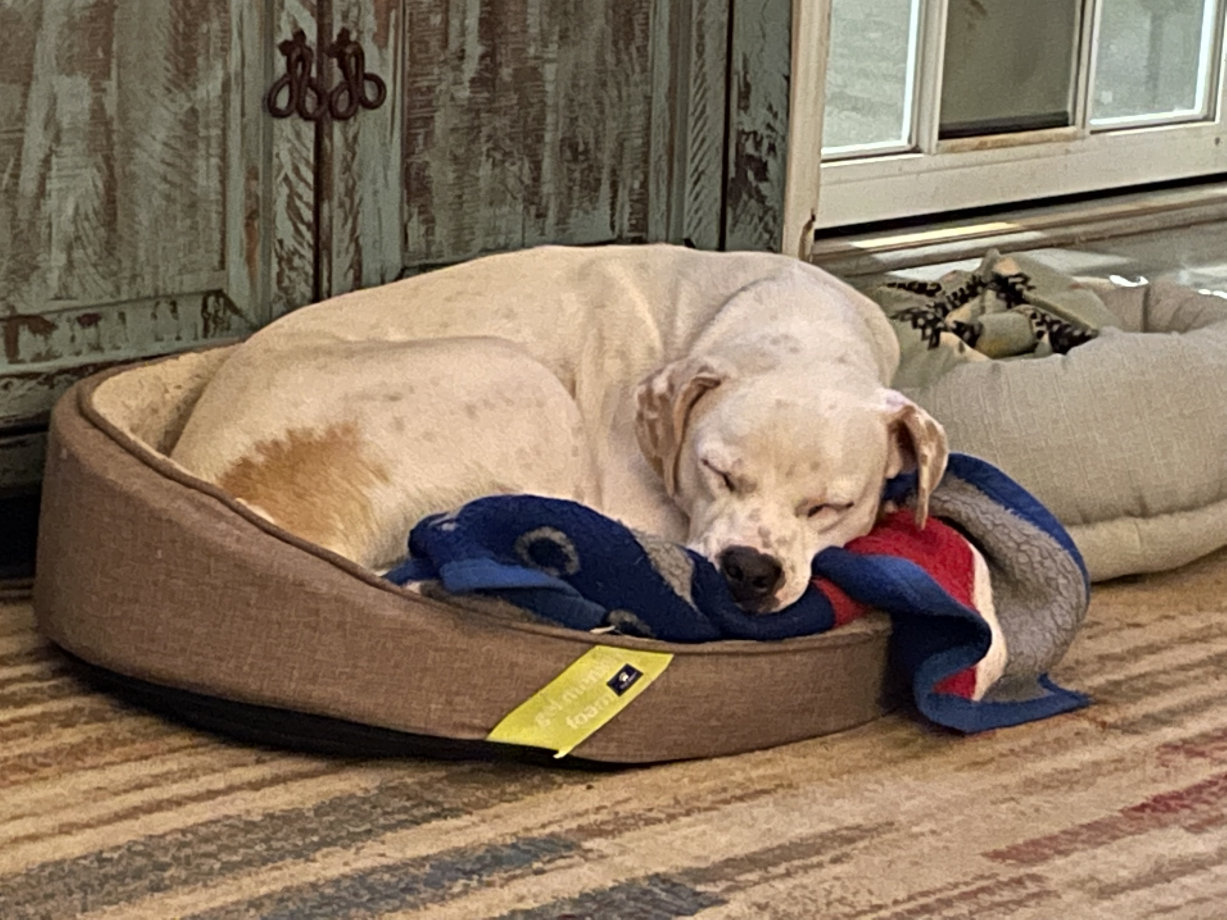 Rusty , an adoptable Boxer, Spaniel in Alabaster, AL, 35007 | Photo Image 2