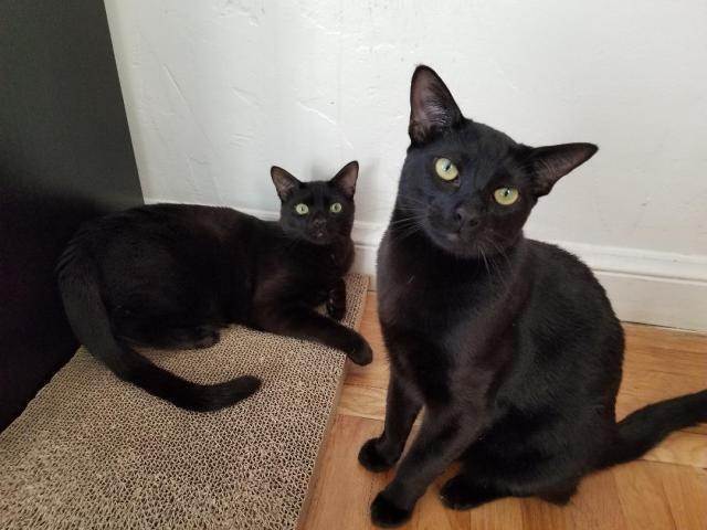 Simon and Mouse , an adopted Domestic Short Hair & Bombay Mix in Berkeley, CA_image-2