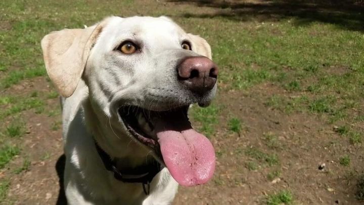 Matilda, an adoptable Labrador Retriever in SPRING HILL, TN_image-1