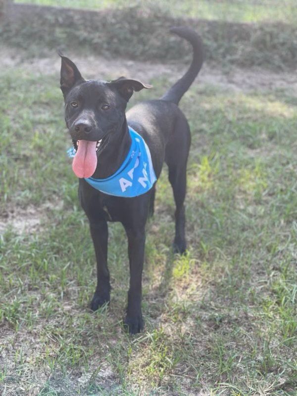 Dog For Adoption Haven A Pit Bull Terrier In Lacey Wa Petfinder