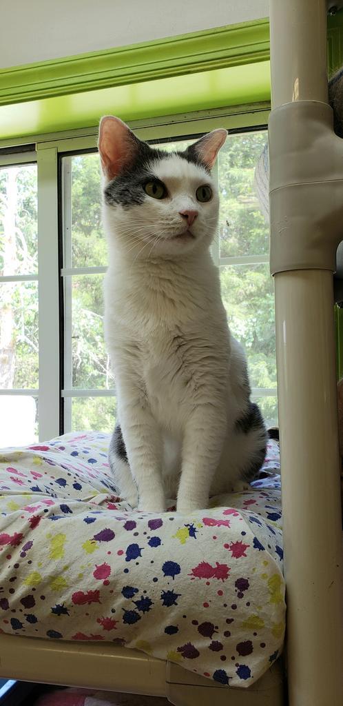 Anjelica, an adoptable Domestic Short Hair in Jeffersonton, VA, 22724 | Photo Image 3